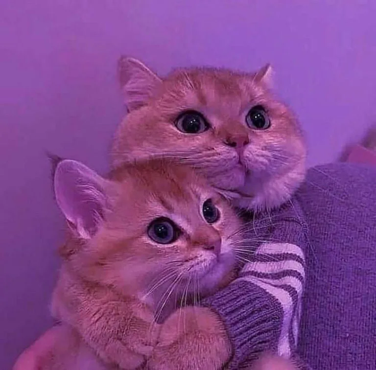 Cats Cats