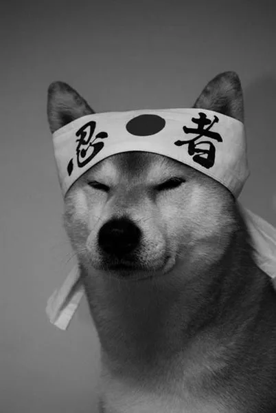 Ninja Doge Ninja Doge